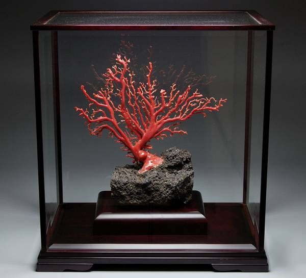 赤珊瑚の原木をお買取しました 骨董品に関するコラム 骨董 古美術 日晃堂