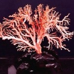 珊瑚の原木をお買取