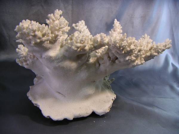 白珊瑚の原木をお買取しました | 骨董品に関するコラム【骨董・古美術