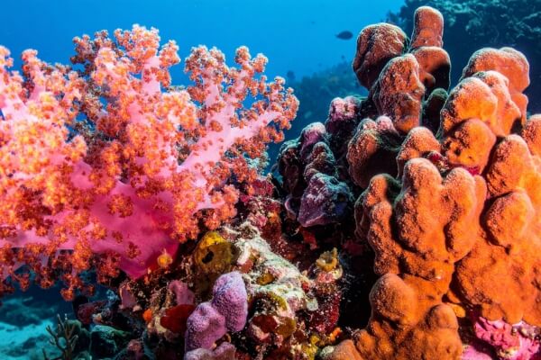 高知県（土佐）産宝石珊瑚の価値は？種類別の買取相場や高品質なものの見分け方などを解説