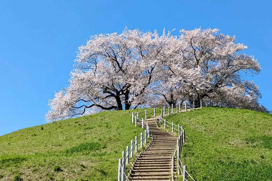 埼玉県