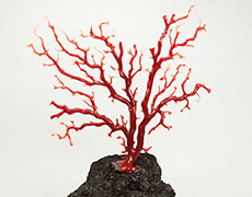 赤珊瑚 原木