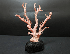 桃珊瑚 原木
