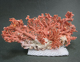 珊瑚原木