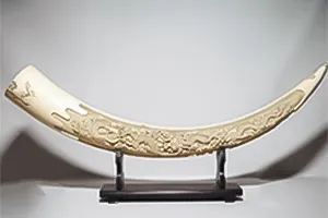 象牙の牙 雲龍彫り