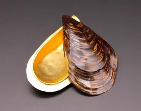 川瀬表完 瀬戸貝香合