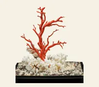 珊瑚製品